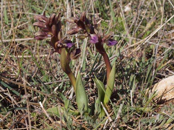 anacamptis collina